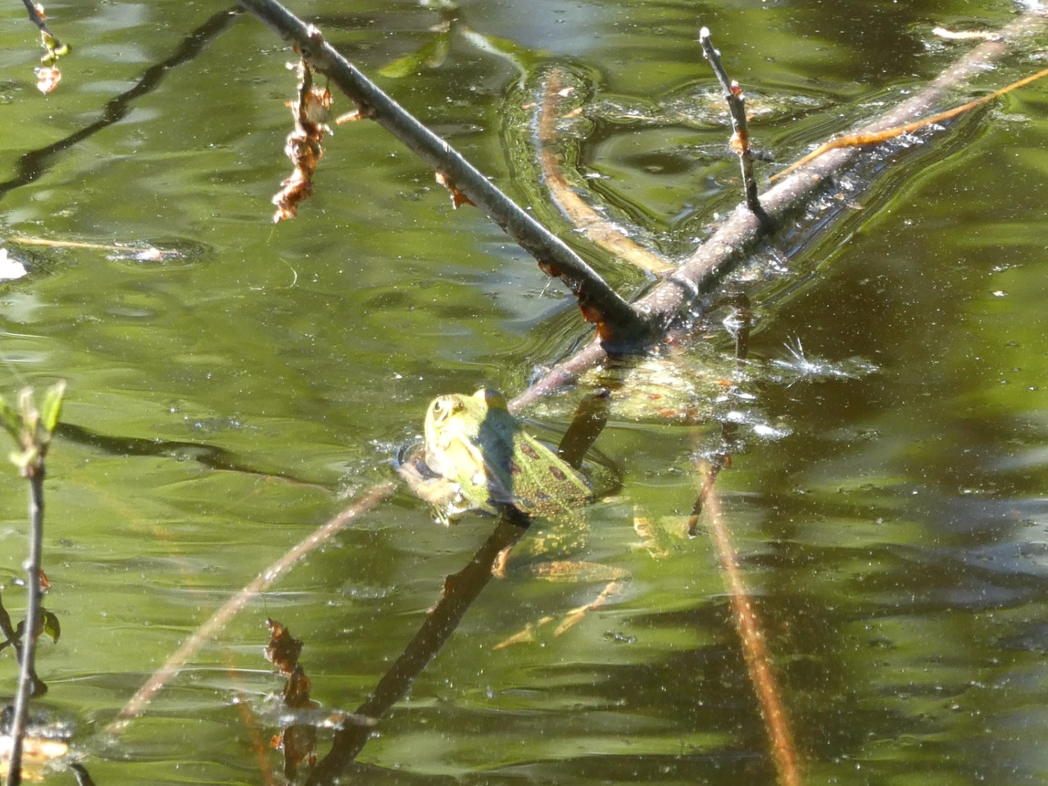 Lauter Bewohner des Hudelmooses. Bild: Rémy Kappeler