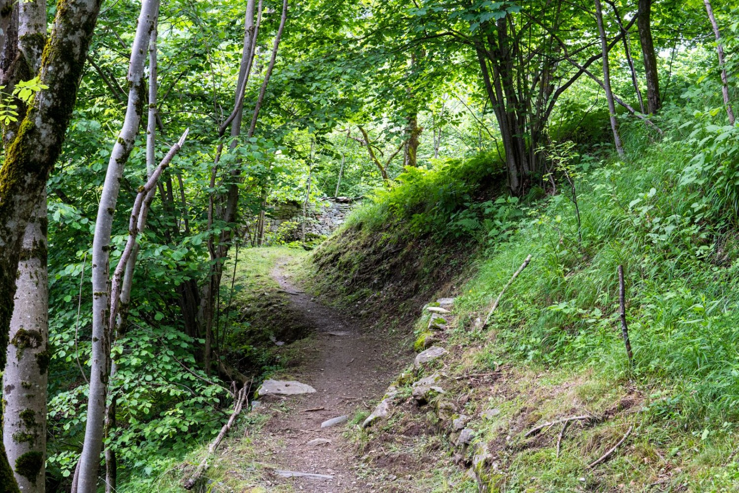 Über Naturpfade geht es bergauf.