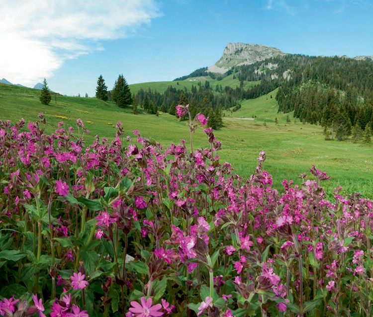 La beauté des silènes dans les haut-marais, près de Salwidili