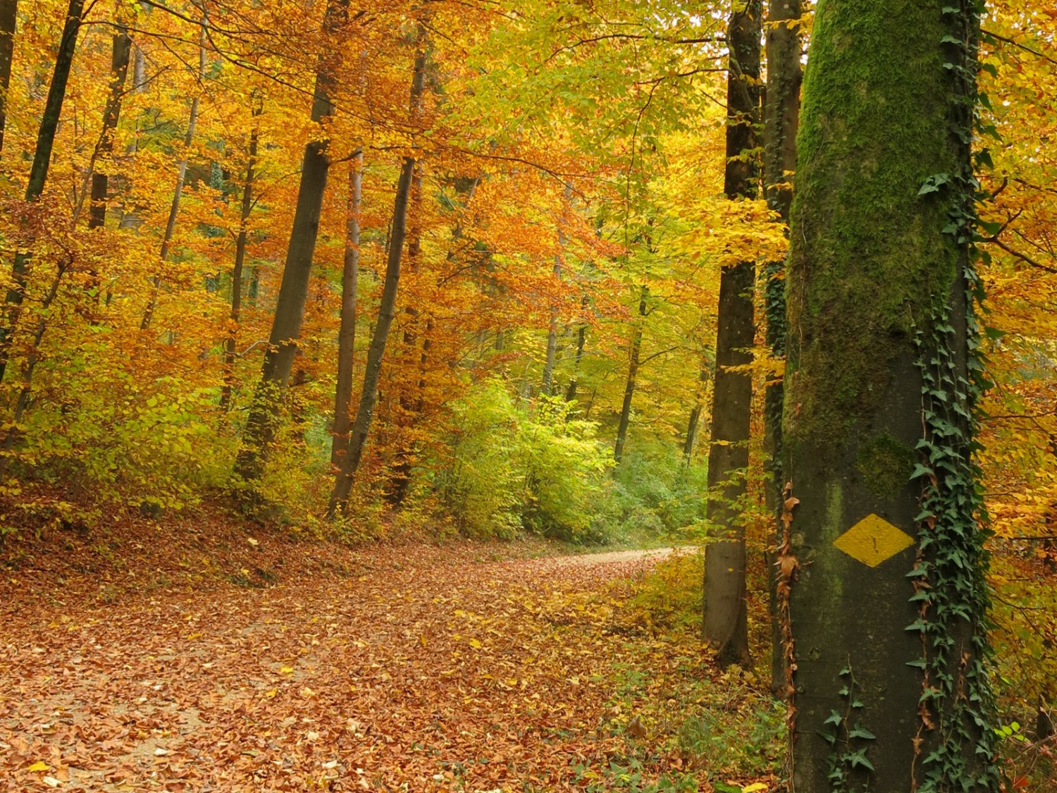 Der Herbst in seiner vollen Pracht. Bild: Marina Bolzli