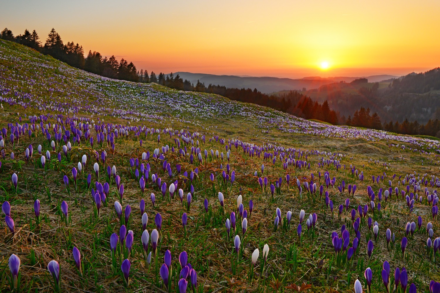 Les excursionnistes d’un jour disparaissent avec le soleil. Les fleurs des crocus se referment.