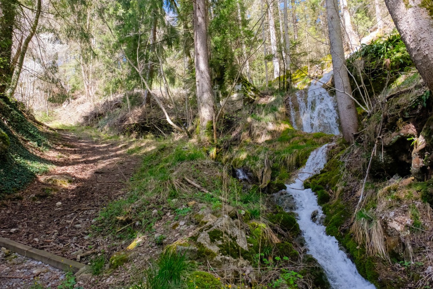 Peu après Därstetten, un ruisseau s’écoule sur la droite du chemin de randonnée par des escaliers de mousse.