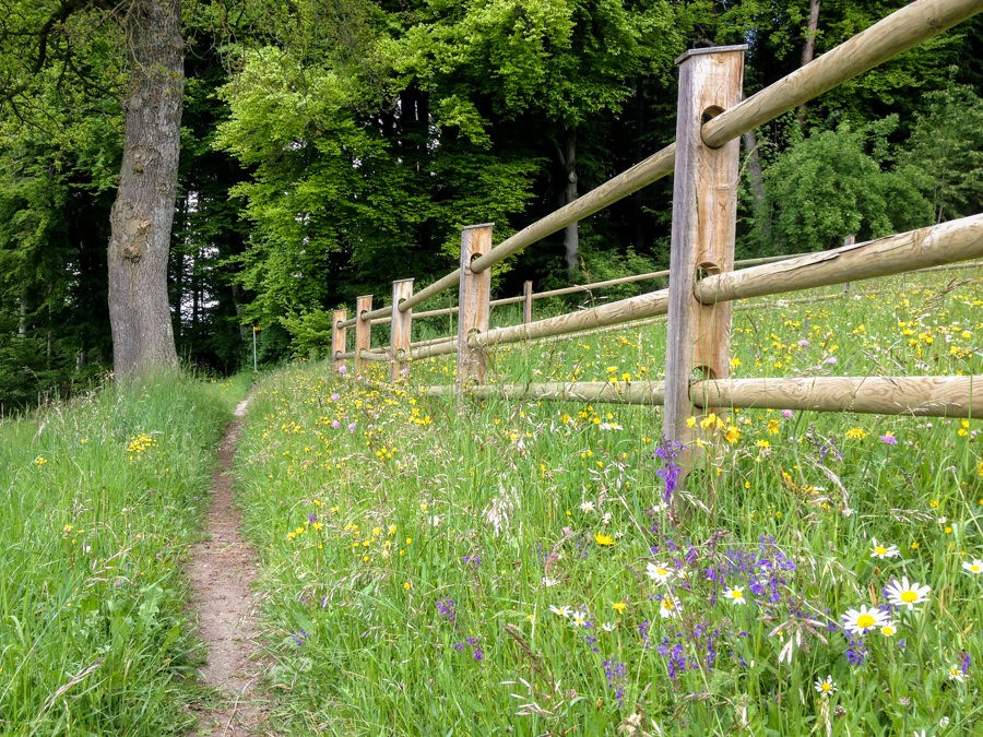 Des prairies fleuries bordent le sentier. Photo: Claudia Peter