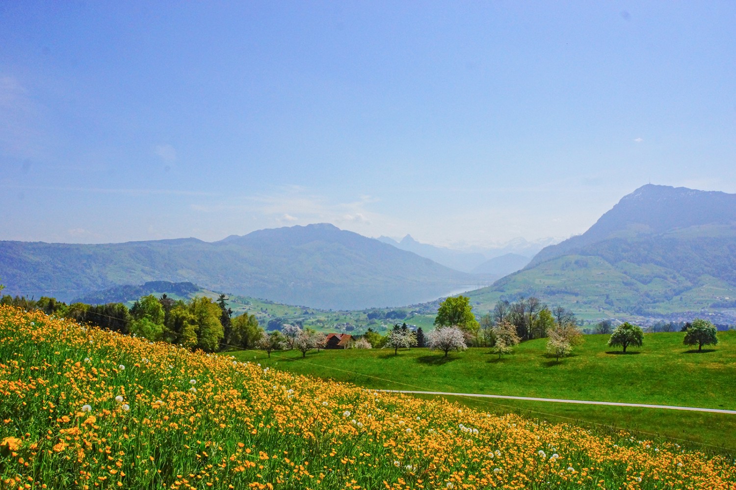 Primavera allo stato puro: fra Udligenswil e Michaelskreuz, con vista sul lago di Zugo e sul monte Rigi. Foto: Vanessa Fricker