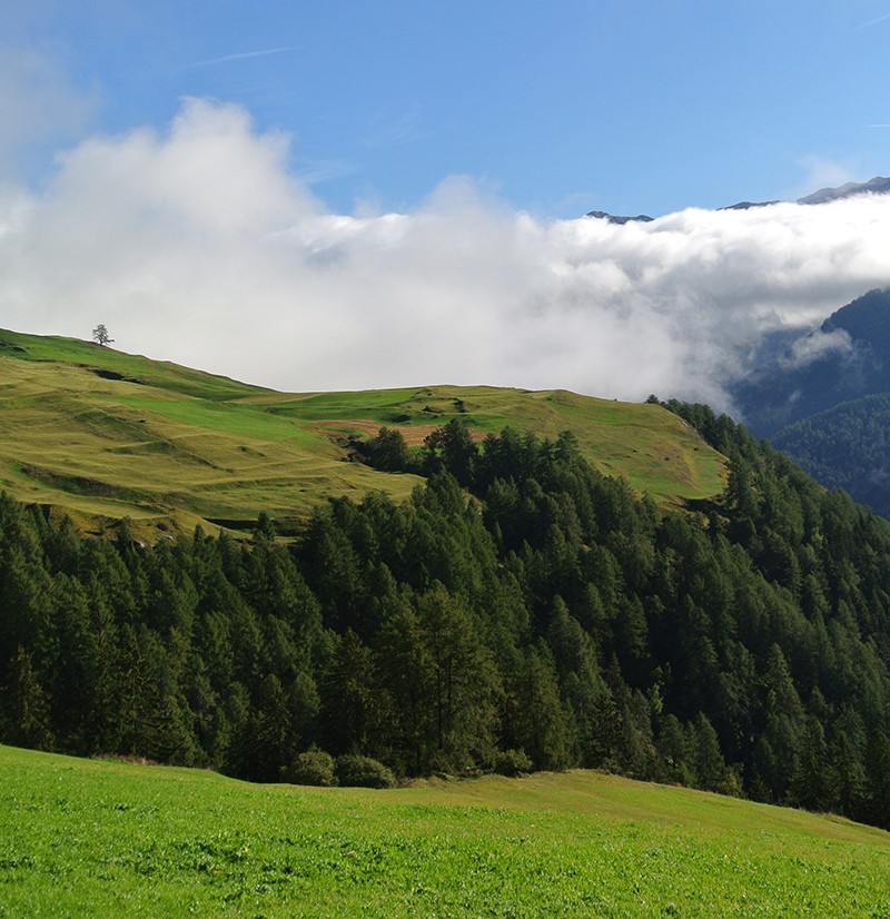 Rund um Tschlin herrscht ein mildes Klima.