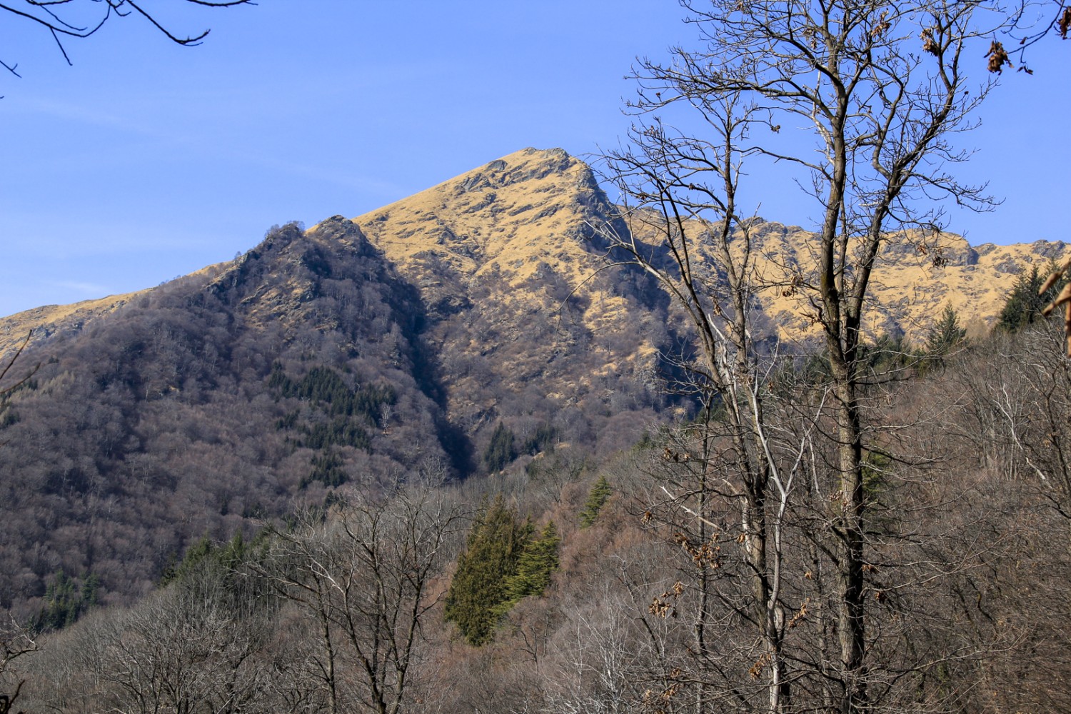 La châtaigneraie de Mugena ressemble à une clairière dans l’épaisse forêt de hêtres. Photo: Elsbeth Flüeler