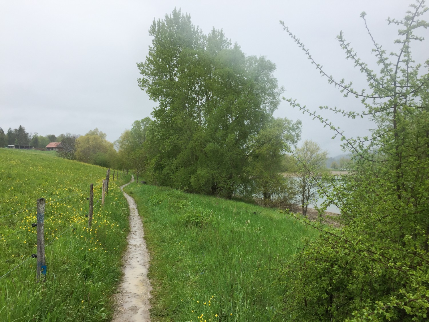 Quand il n’est pas dans la forêt, le chemin traverse des prairies. Photo: Rémy Kappeler