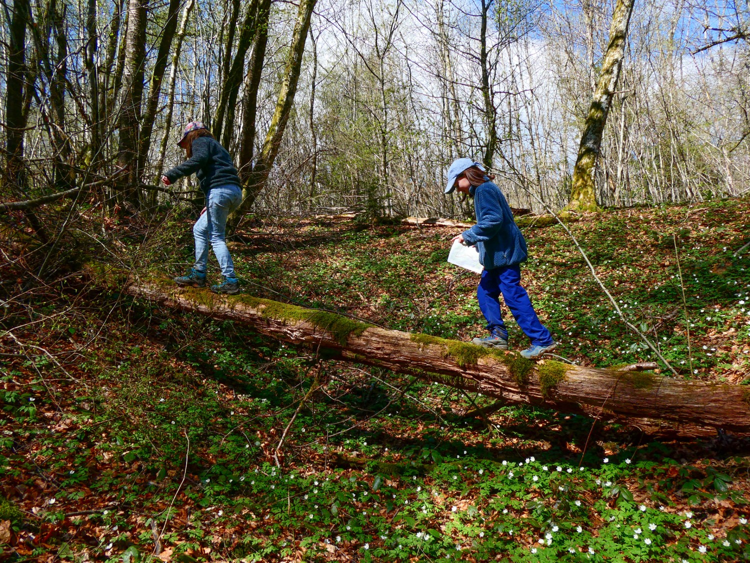 Balancieren auf einem umgestürzten Baum in einer Doline. Bild: Rémy Kappeler