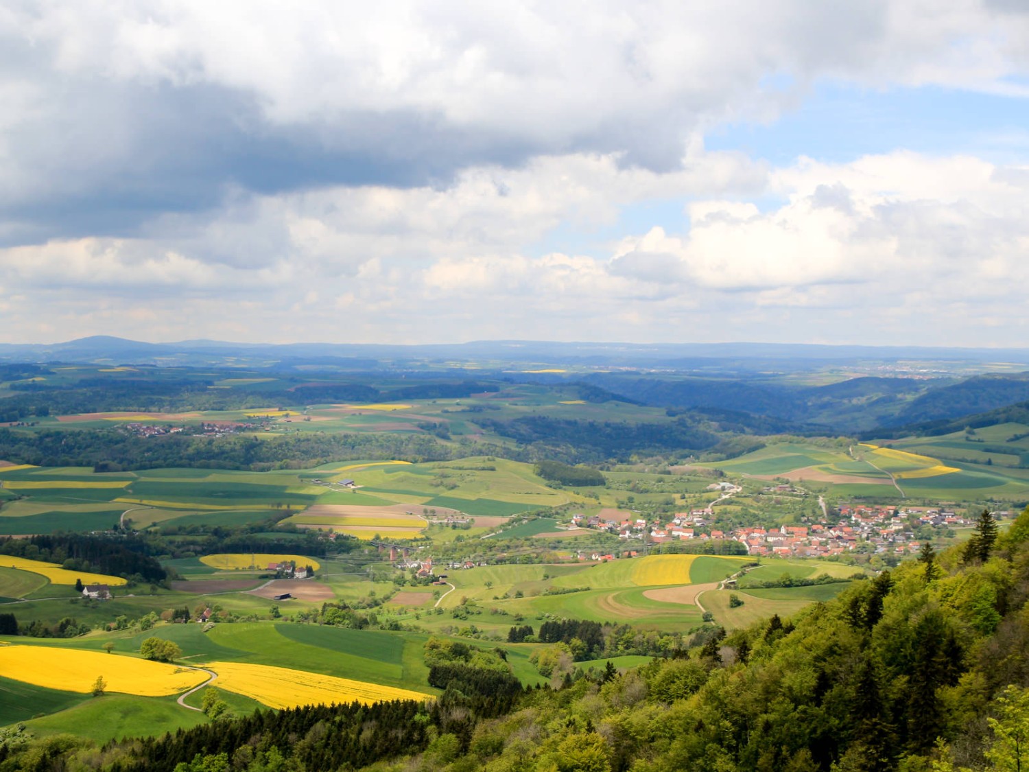 Auf dem Hohen Randen im noch lichten Frühlingsbuchenwald. Bild: Elsbeth Flüeler