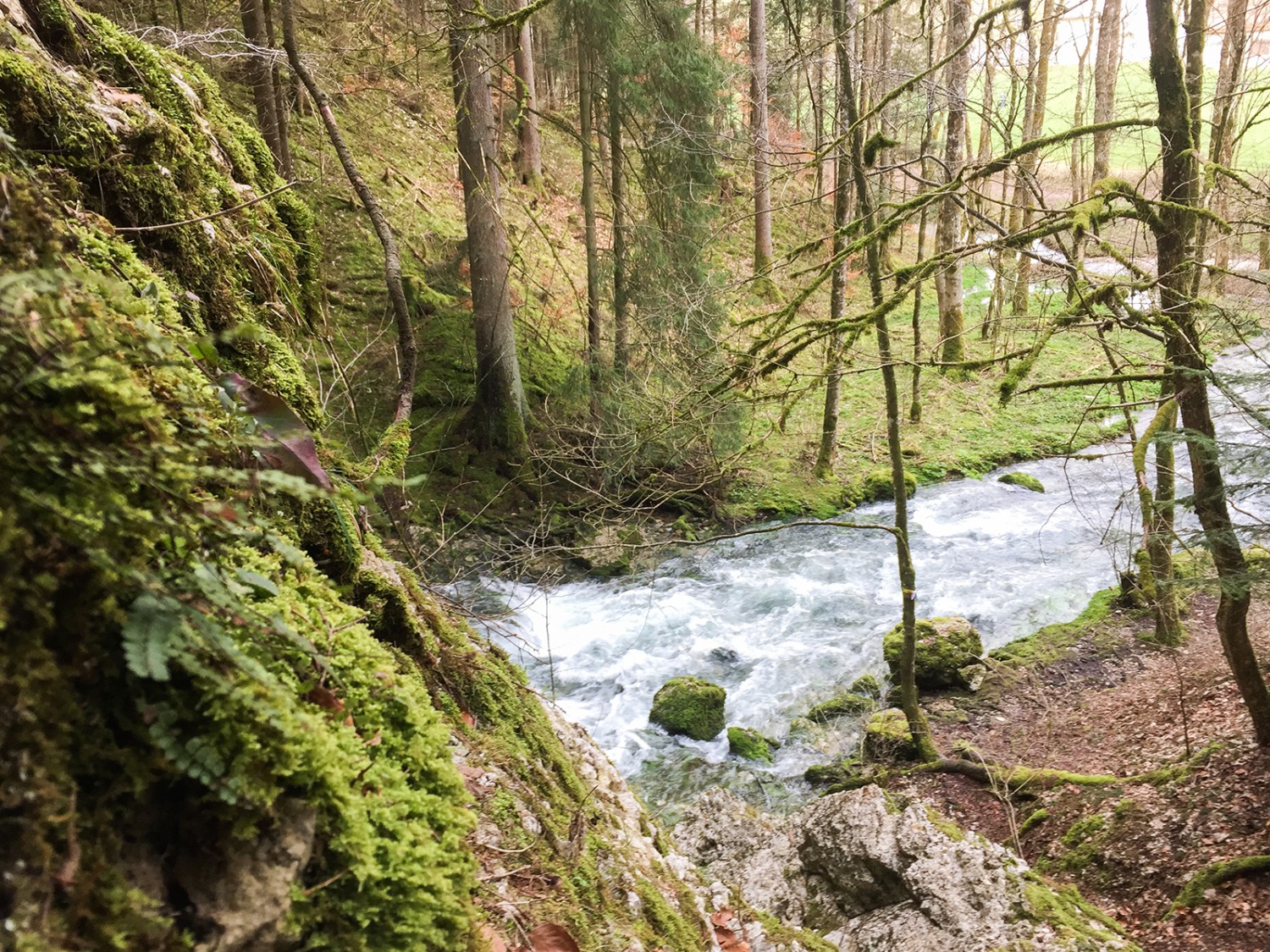 Farne und Moose tauchen den Wald in leuchtendes Grün.