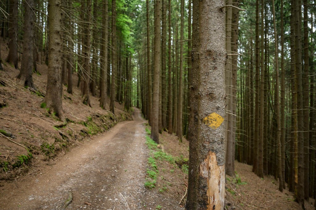 Les randonneurs s’enfoncent par moments dans la forêt.
 