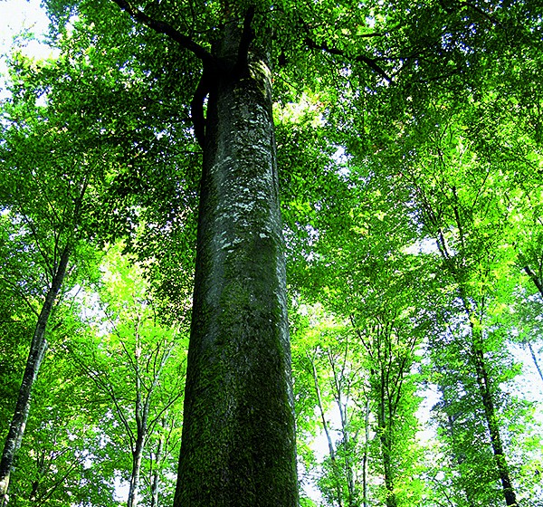 Imponente: la quercia gigante nei pressi di St-Brice. Foto: 5. Escursione nel bosco di Soletta