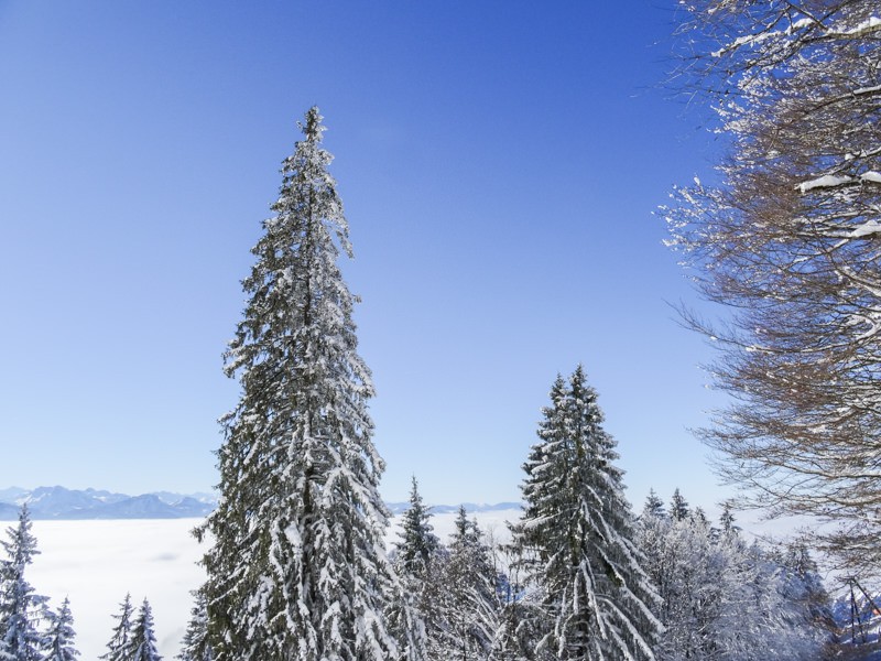 Les sapins enneigés se présentent sous leur meilleur jour le long de cette randonnée. (Photo: Vera In-Albon)