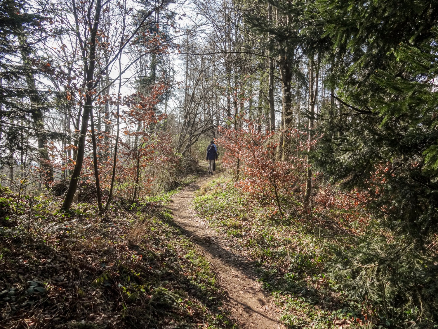 Ein angenehmer Weg führt über die Krete des Jäissbergs. Bild: Miroslaw Halaba
