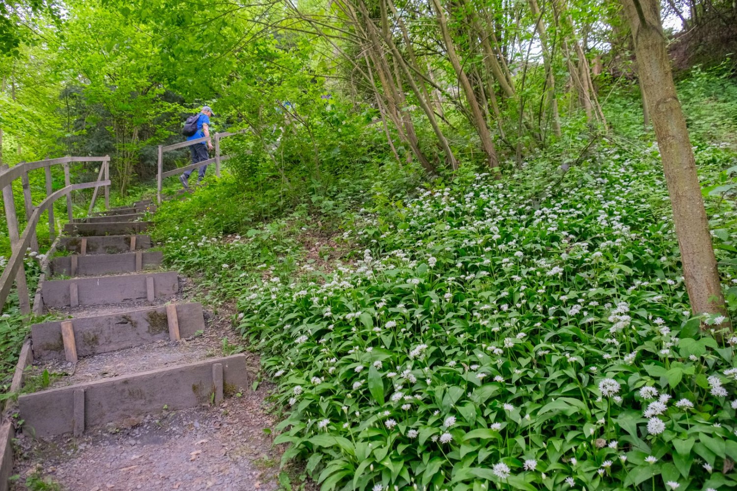 Début mai, l’ail des ours fleurit au bord du chemin.