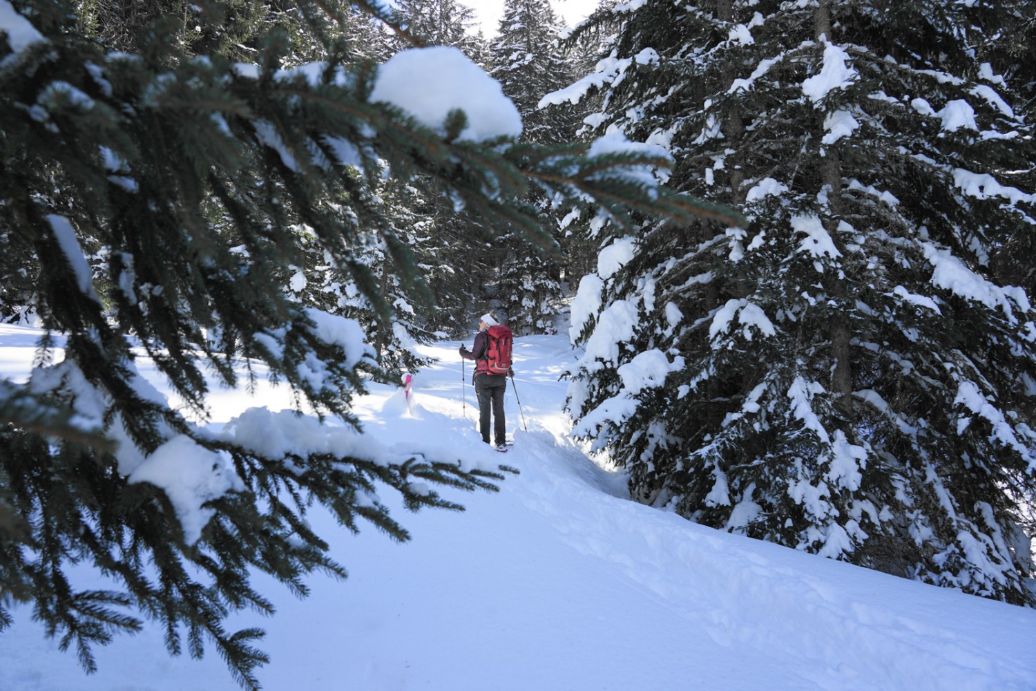 A la montée, le sentier serpente à travers la forêt de sapins vers Oudiou. Photo: Reto Wissmann