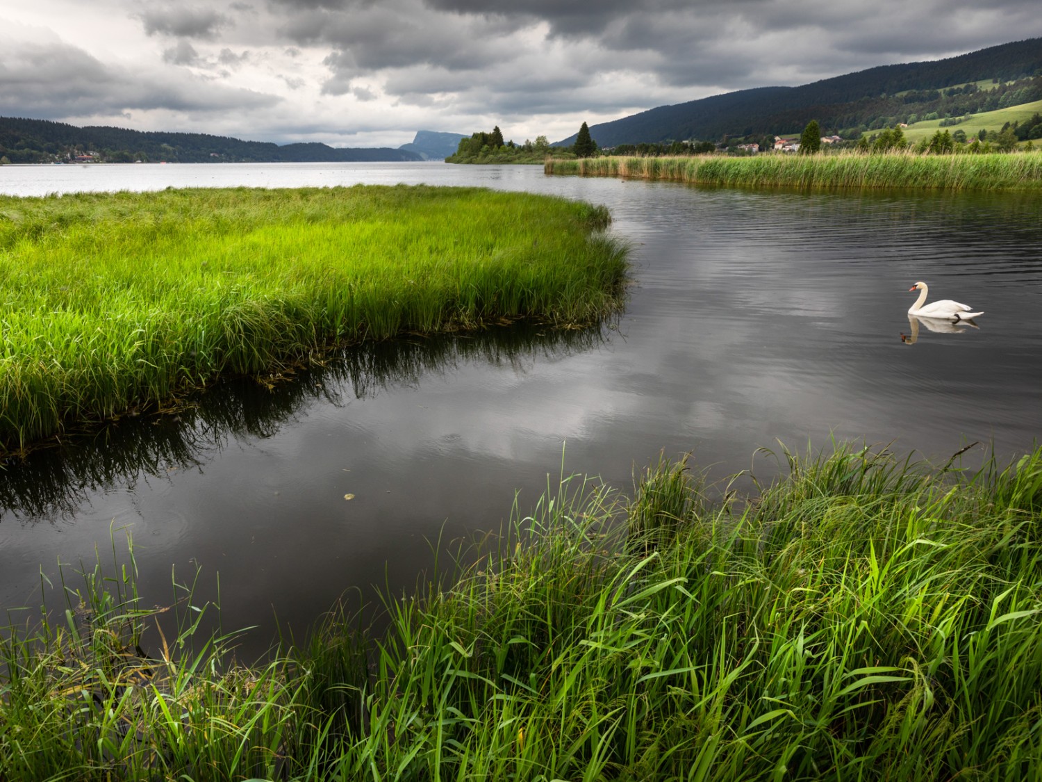 Auch der Schwan geniesst den See. Bild: Severin Nowacki