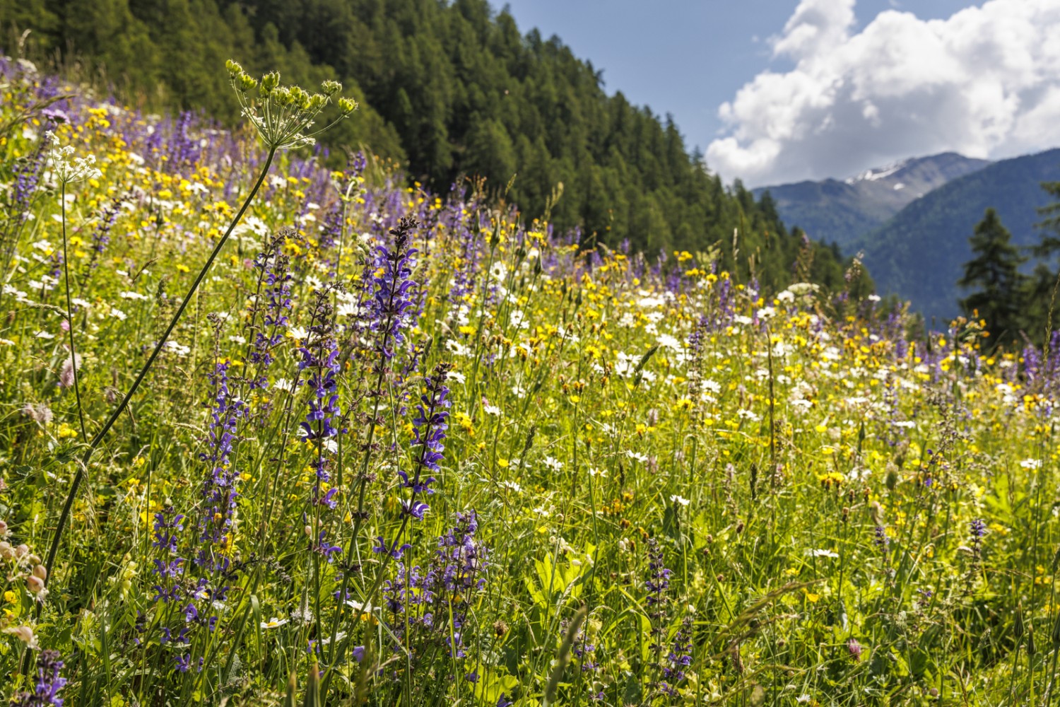 Breve, ma intensa: la primavera in Val Monastero.
Foto: Severin Nowacki