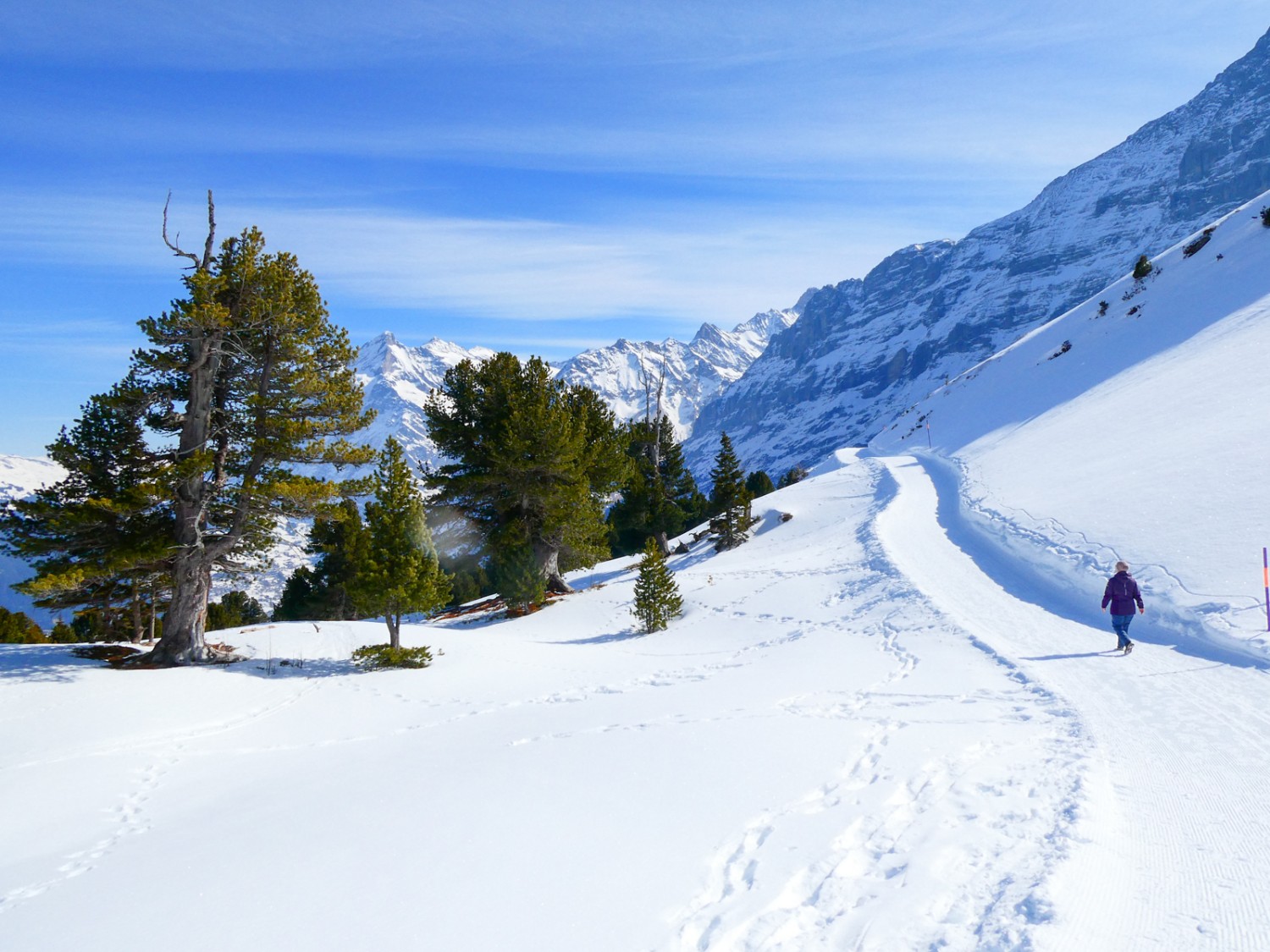 Die alten Baumstämme ragen leuchtend weiss aus dem Schnee heraus. Rémy Kappeler