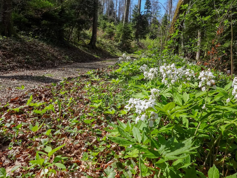 Après Courgenay, le randonneur passe une bonne heure en forêt. Photos: Miroslaw Halaba