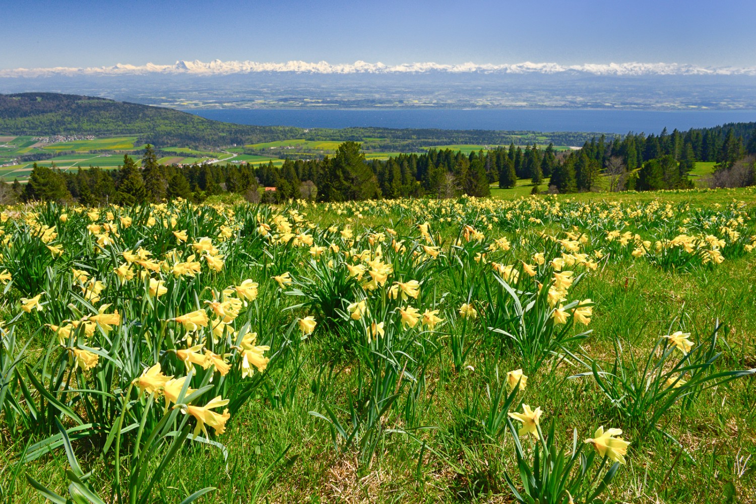 Der Blick vom frühlingshaften Jura auf die immer noch tief verschneite Alpenkette ist im Mai wunderbar. Bilder: natur-welten.ch