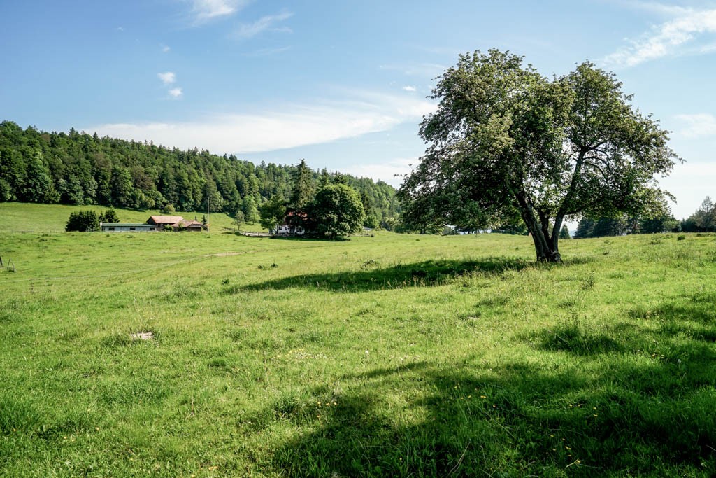 Auf der Hochebene Montagne de Moutier steht im Schatten einer Baumgruppe ein Restaurant. Bild: Fredy Joss