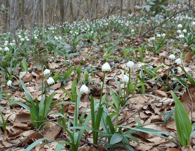 Vorboten des Frühlings am Uetliberg.