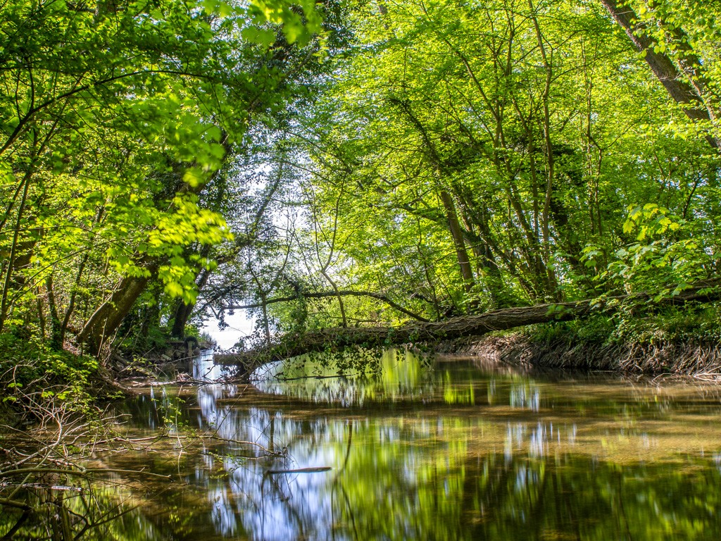 Tanta natura lungo il «Sentier de la truite». Foto: Maison de la rivière