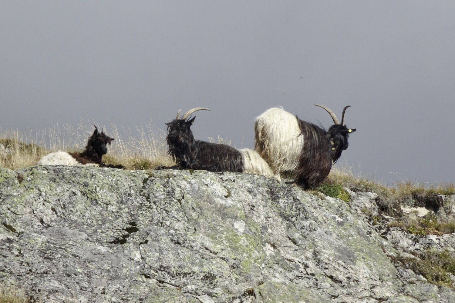 Und noch eine tierische Begegnung: Walliser Schwarzhalsziegen. Bild: Pascal Bourquin