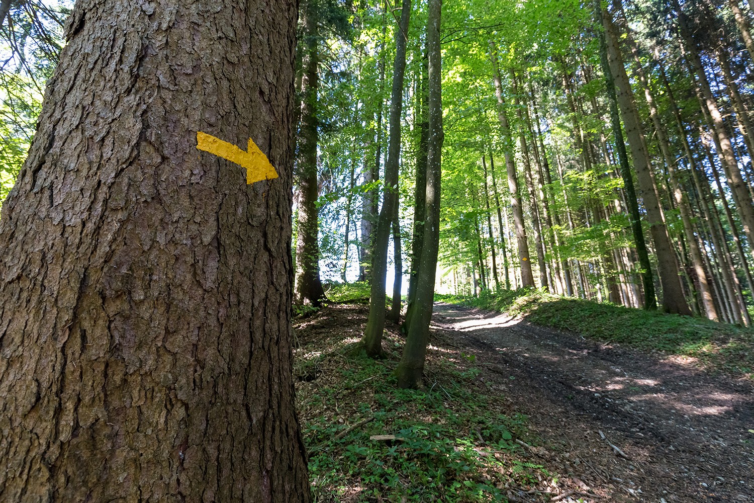 Nach Erlen geht es bis Vorderthal durch den Wald.