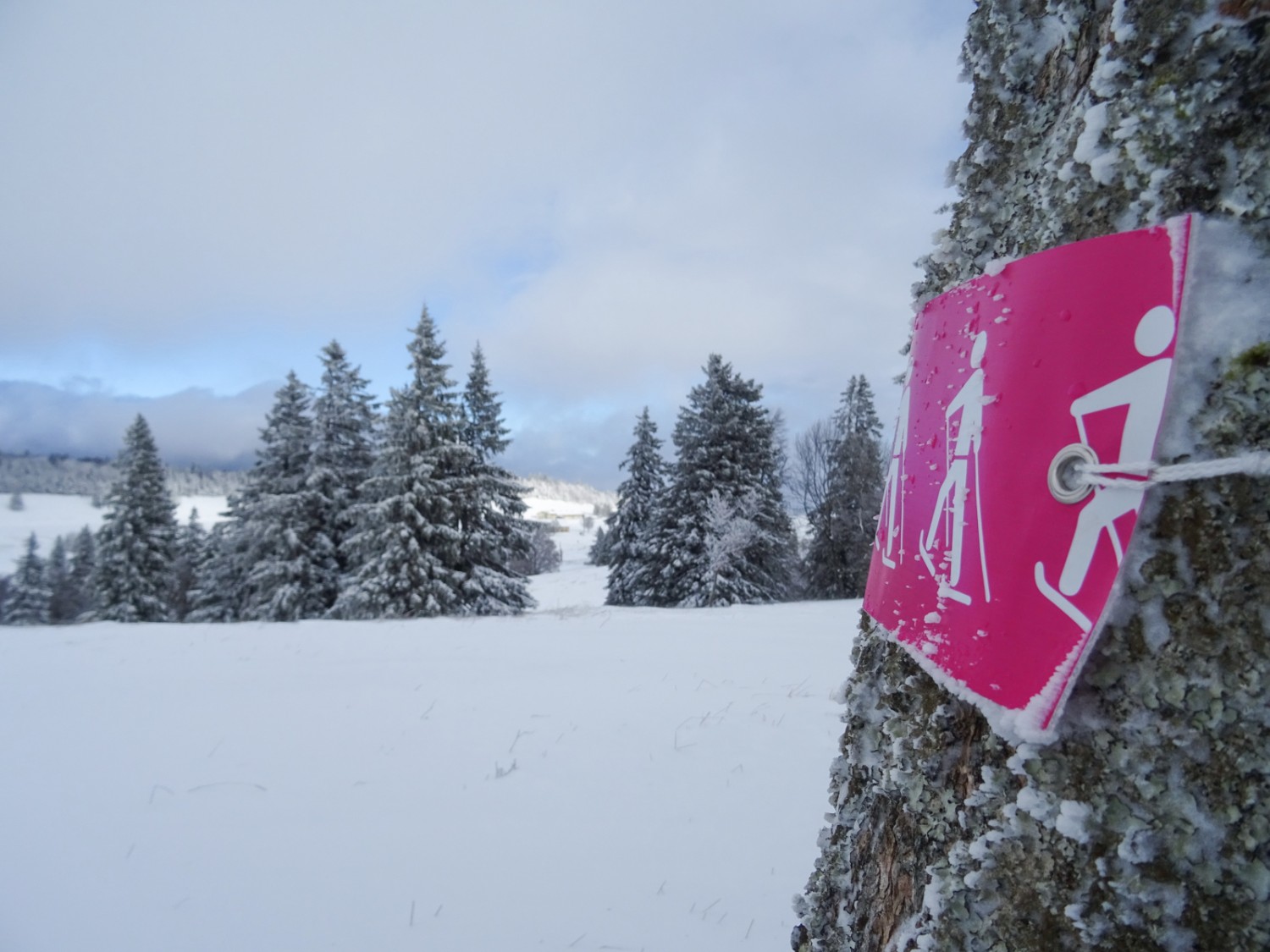 Au loin, l’Obergrenchenberg. Photo: Sabine Joss