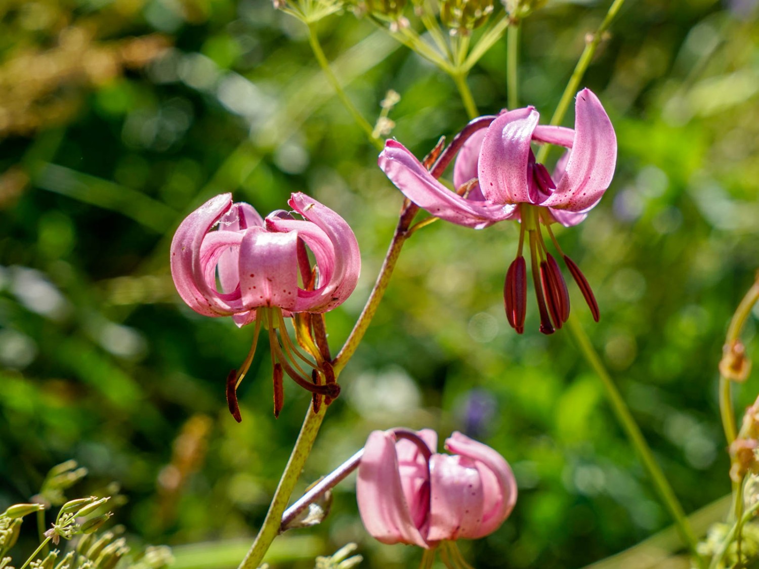 Lis martagon (Lilium martagon) sur le bord du chemin. Photo: Fredy Joss