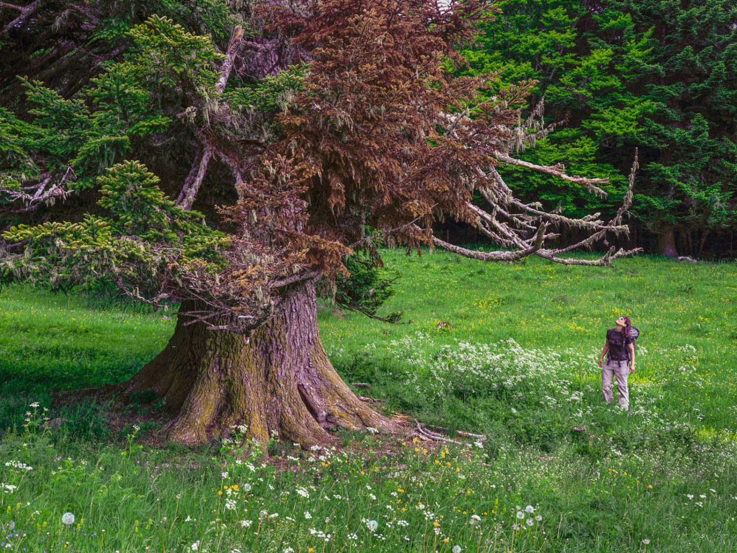 Un impressionnant sapin près de la Prangine. Photo: Severin Nowacki