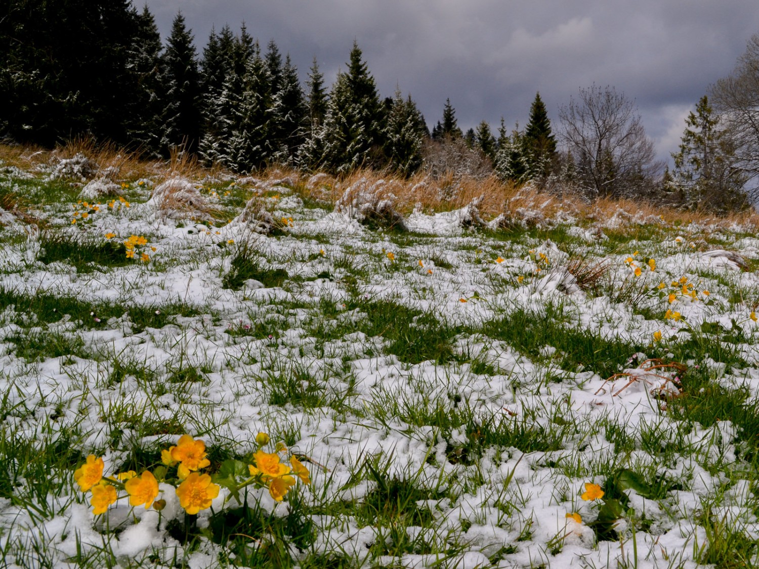 Sumpf-Dotterblumen (Caltha palustris) unter wechselhaftem Aprilhimmel. Foto: Sabine Joss