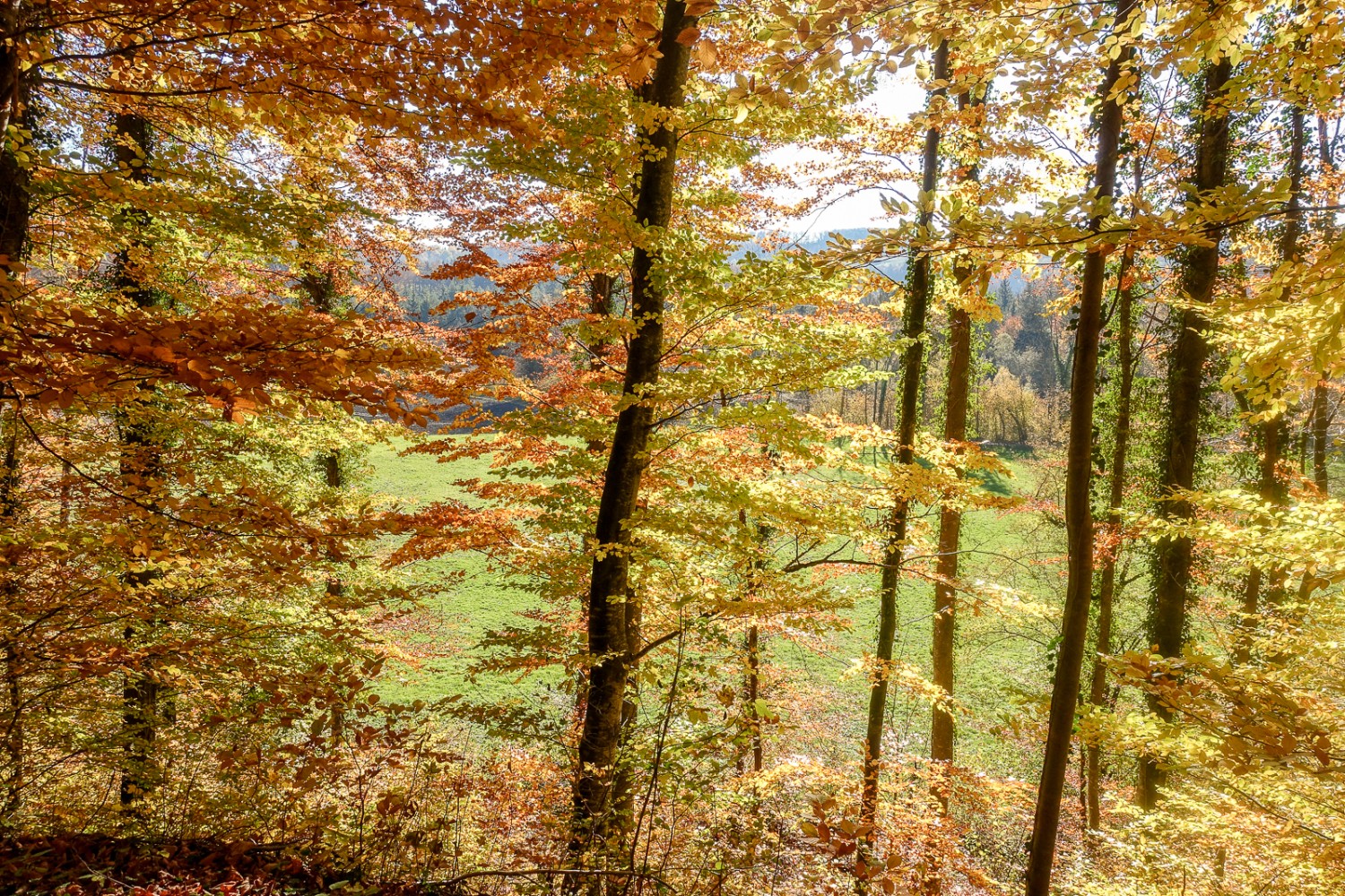 Vue sur l’autre côté de la Sarine. Photo: Lauriane Clément