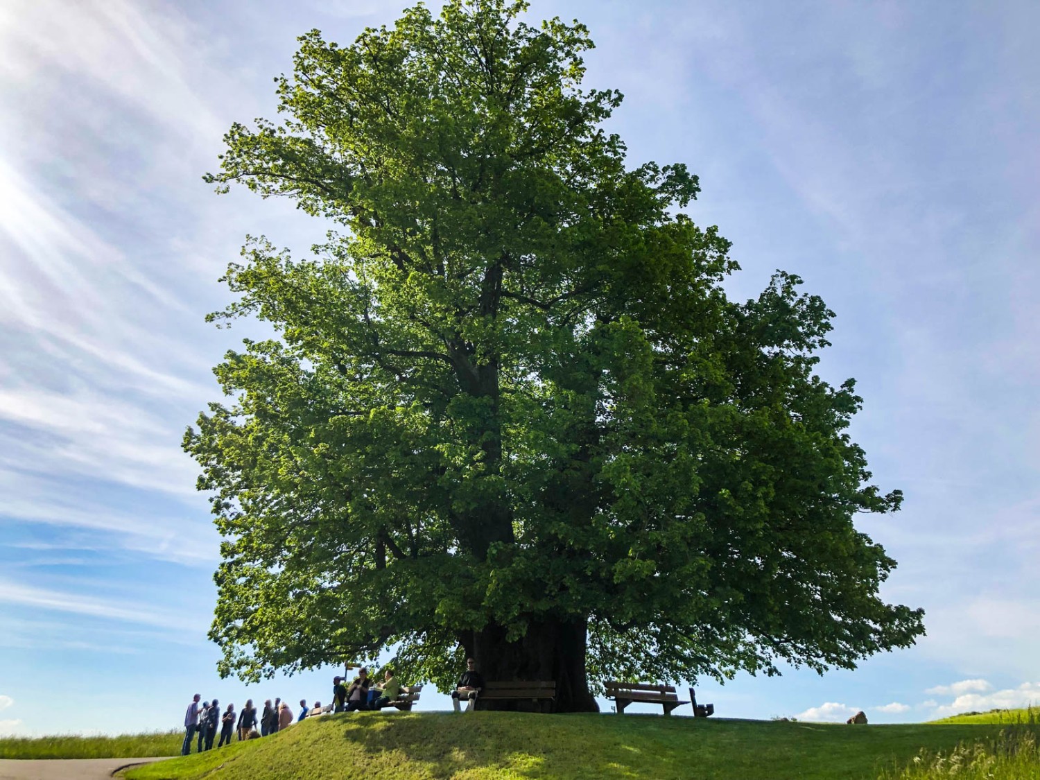 L’imposant tilleul de Linn, presque une célébrité. Photo: Vera In-Albon