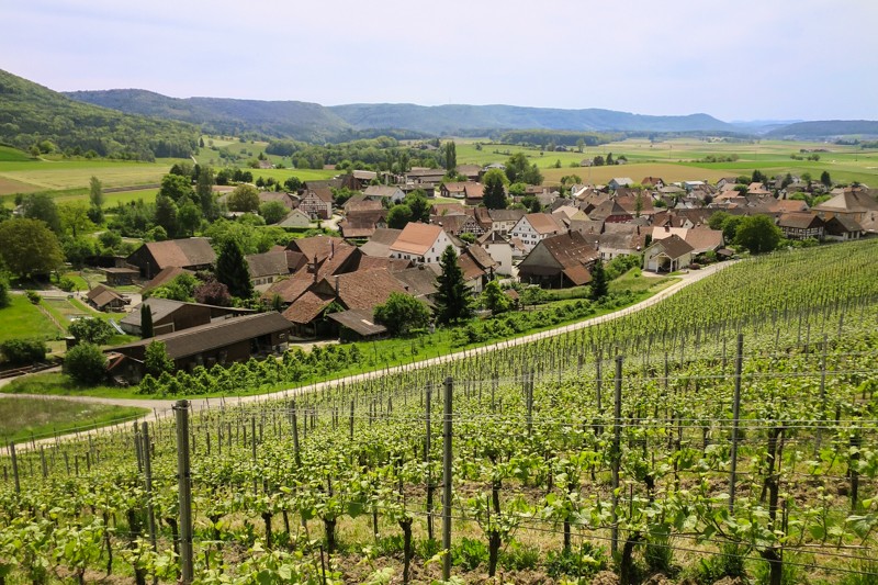 Ziel der Wanderung: das Weinbaudorf Wilchingen.