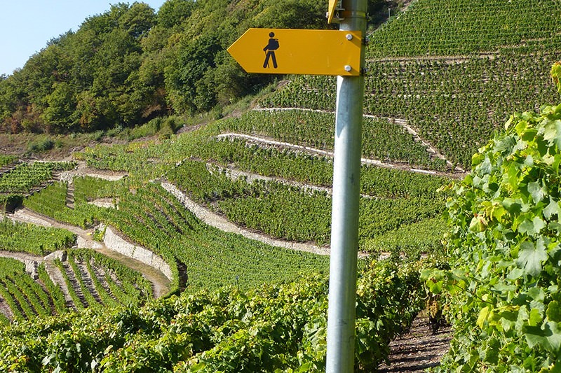 In den Rebhängen des Weinwegs.Bild: Evelyne Zaugg