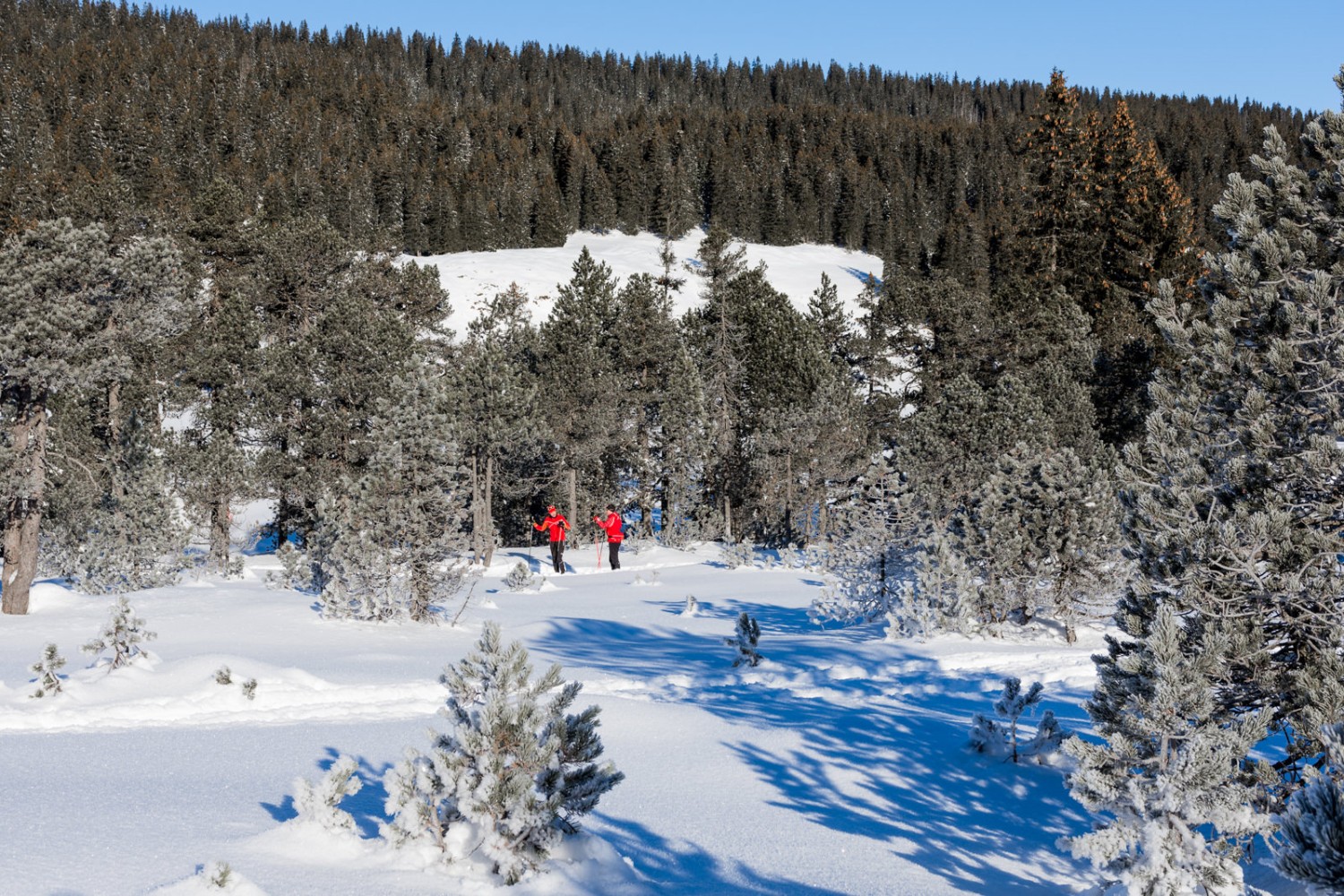 Im lichten Föhrenwald sind auch Langläufer unterwegs. Foto: Franz Ulrich