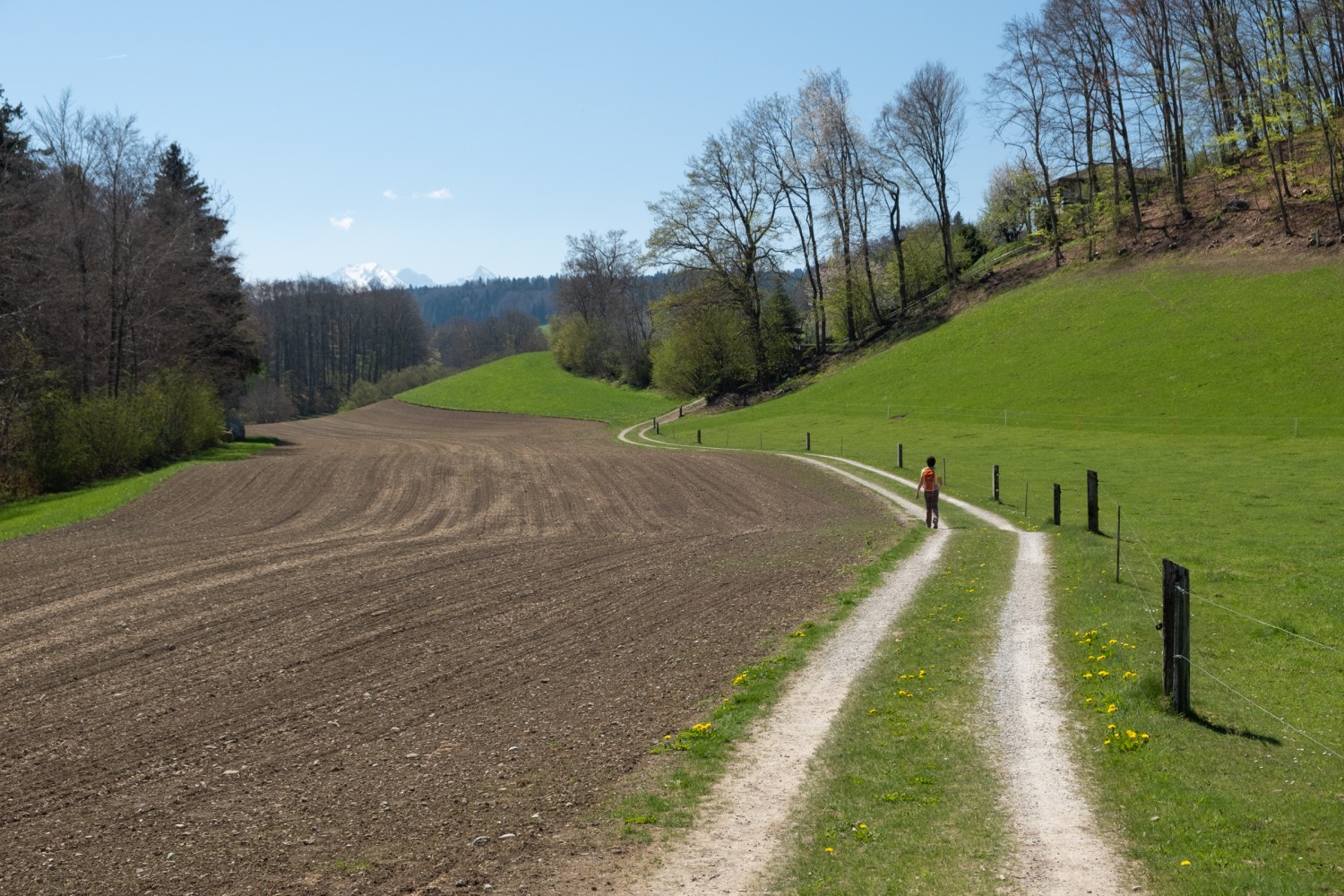 La randonnée traverse les pâturages et les champs. Photo: Markus Ruff