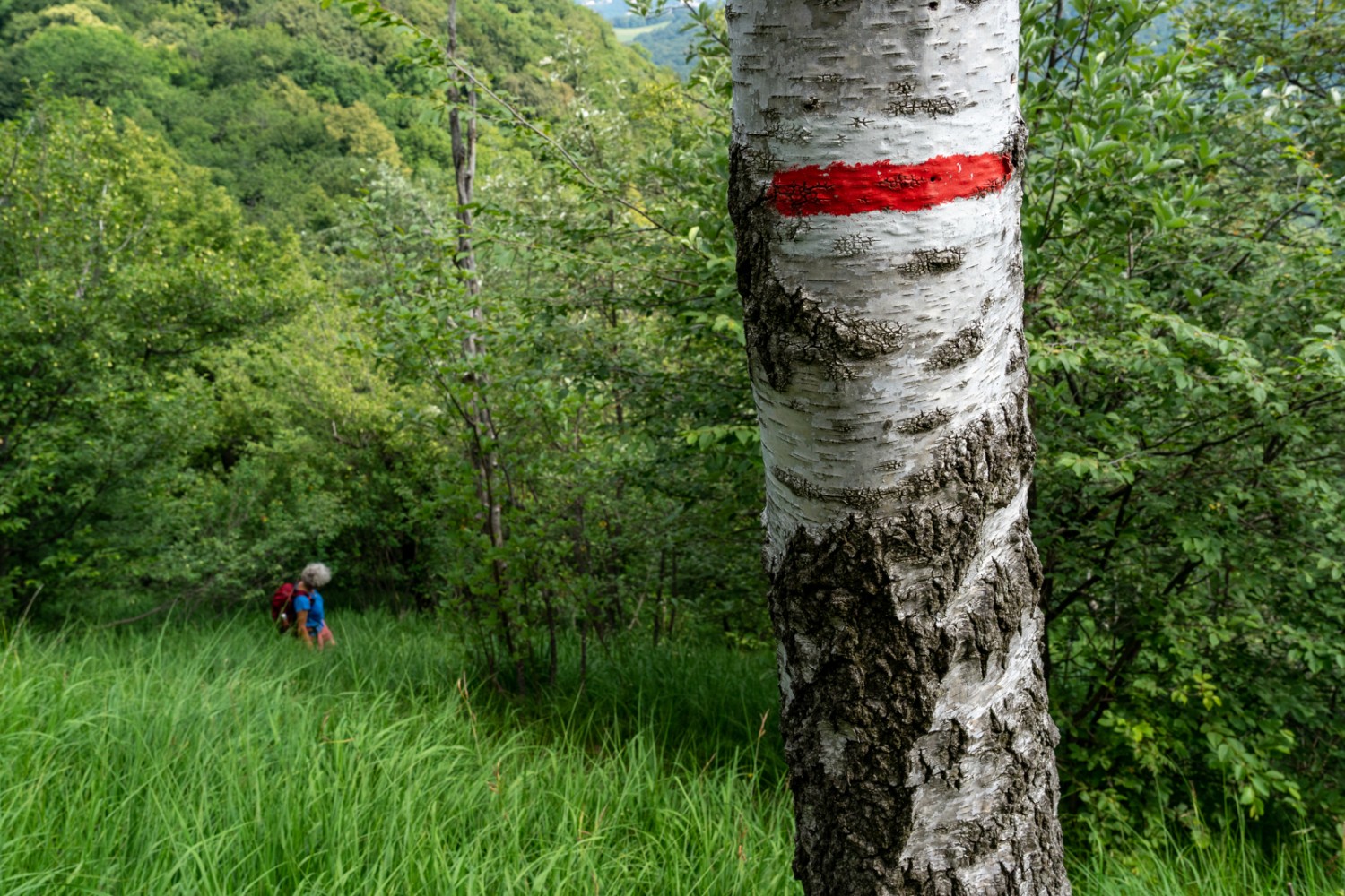 L'escursione attraversa spesso foreste di faggi, qua e là ci sono radure dove fiorisce il giglio di fuoco in giugno.