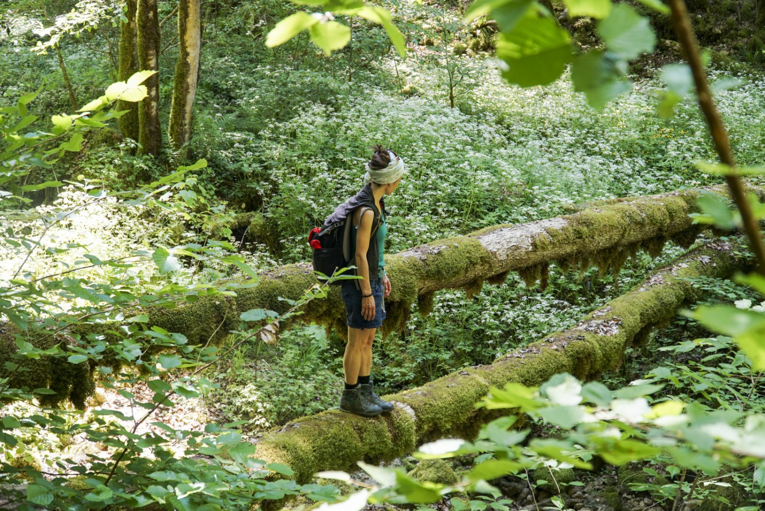 Verwunschen wie im Urwald: In der Biaufond-Schlucht liegt viel moosbewachsenes Altholz. Bild: Mia Hofmann