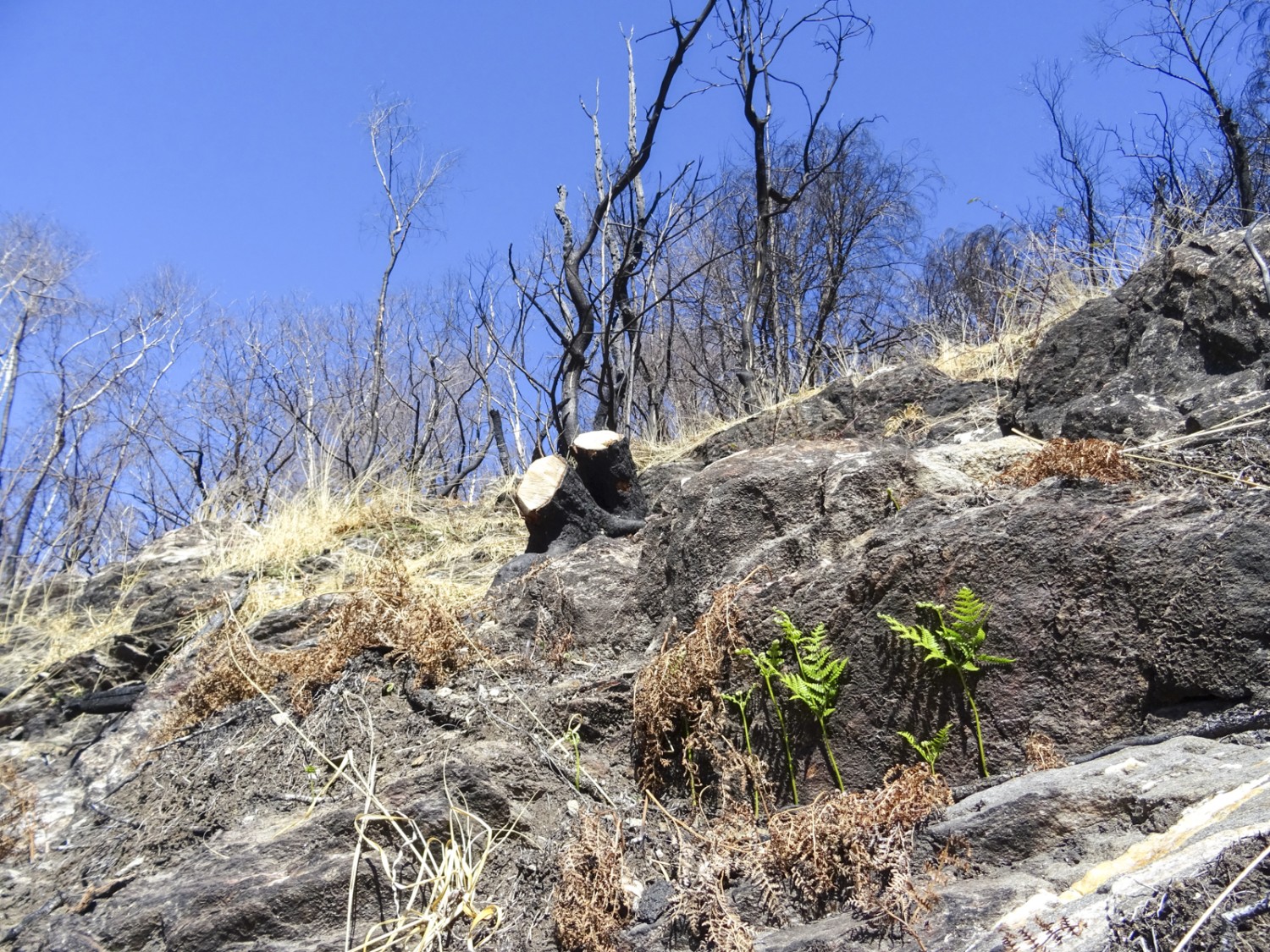 Schon kurze Zeit nach dem Waldbrand spriesst wieder Farn. Bild: Sabine Joss