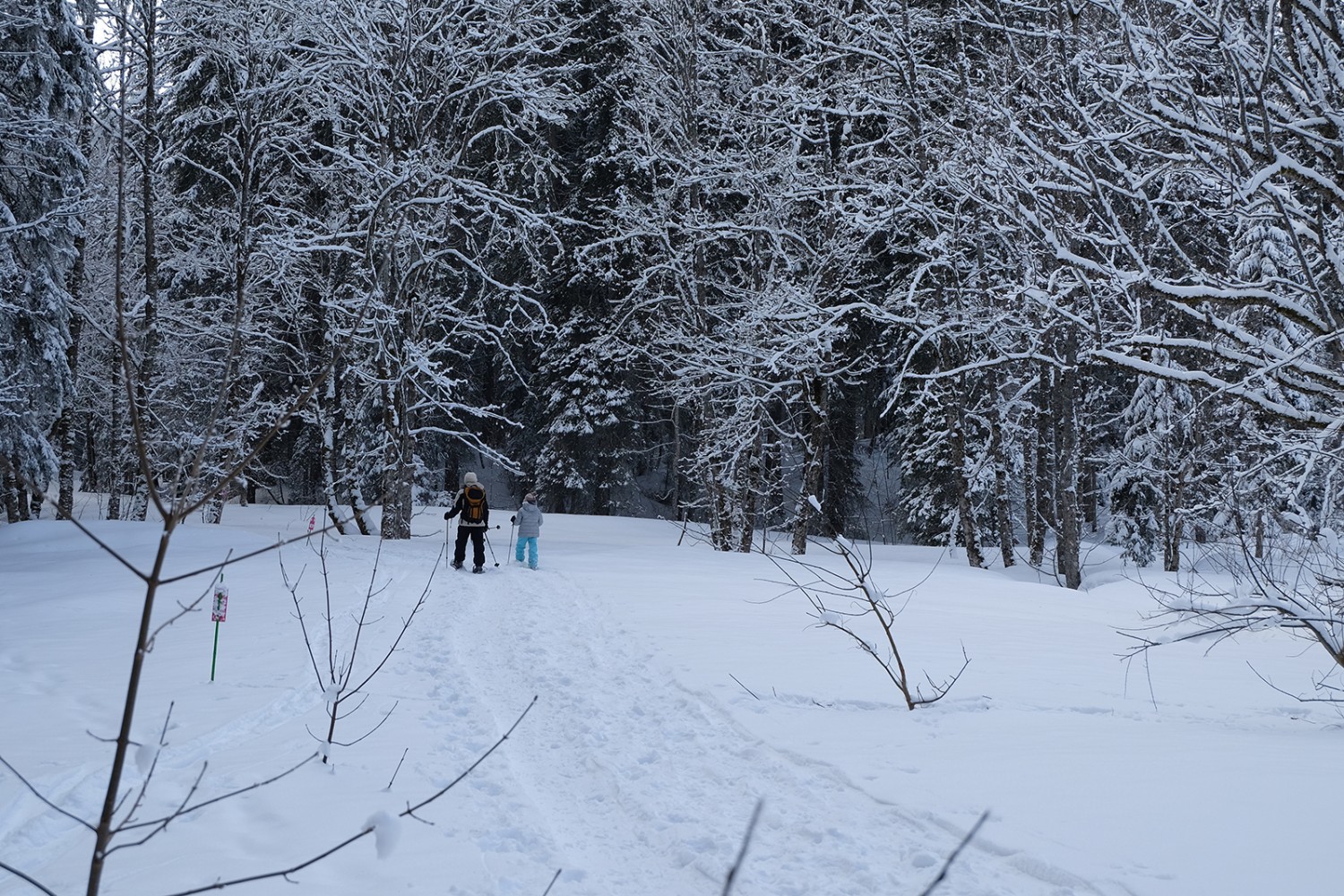 Plongée dans la forêt féerique au bord du Rio de Tissineva.