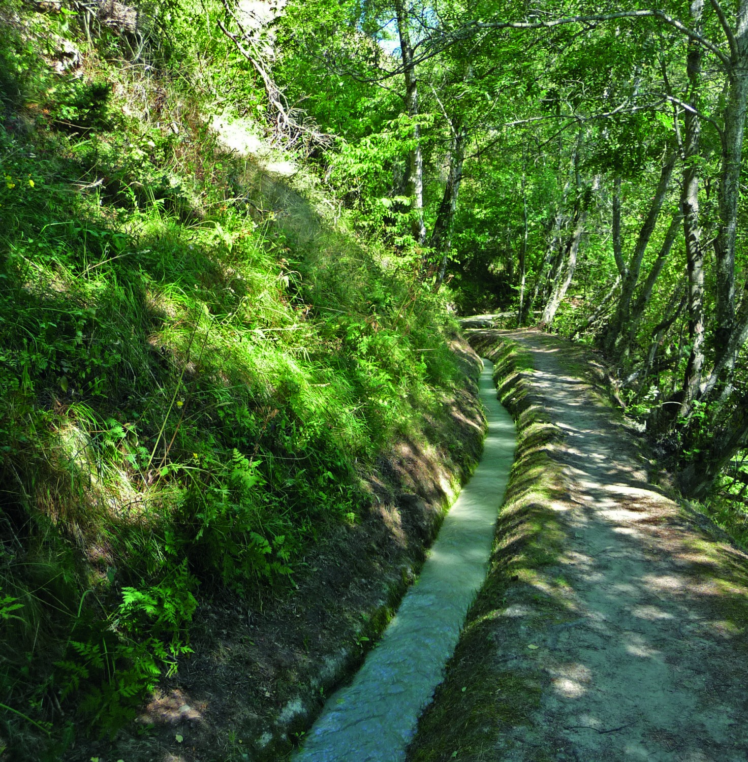 Le bisse de Riederi dans la forêt de Rischwald.