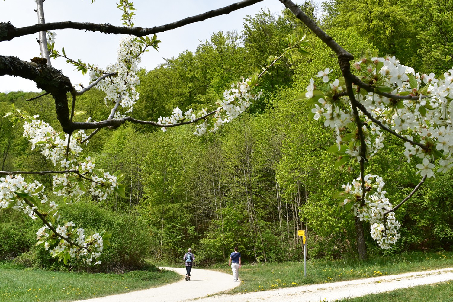 Une randonnée de printemps pour la vue et le goût. Photos: Nathalie Stöckli