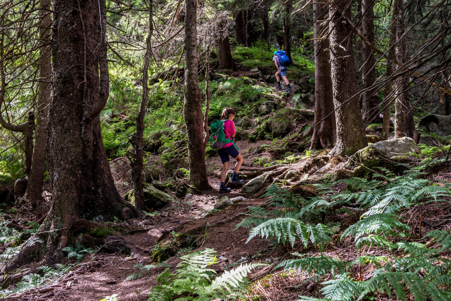 Aufstieg durch schattigen Wald. Bild: Franz Ulrich 