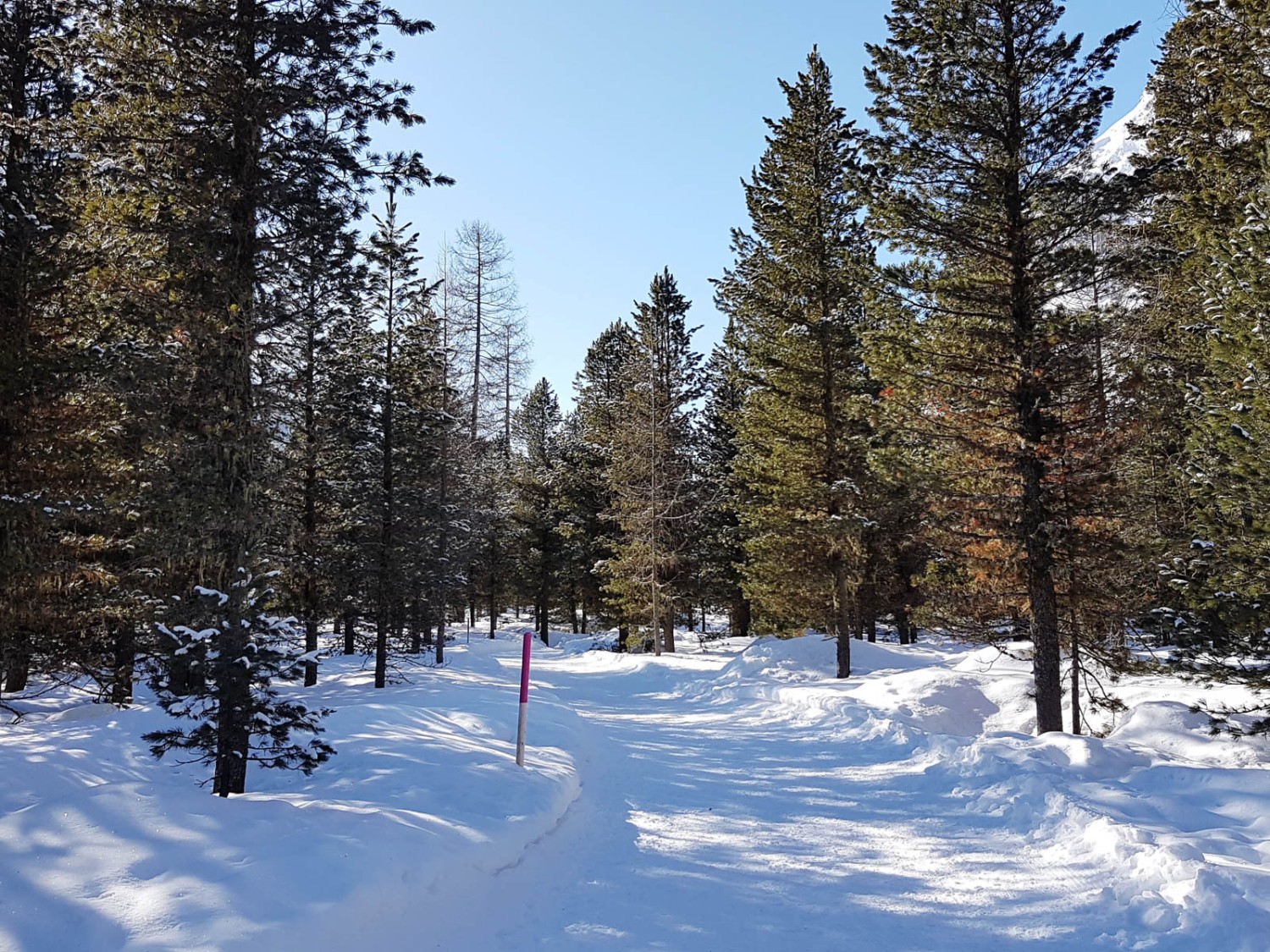 Bis auf die Kutschen ist der Winterwanderweg verkehrsfrei. Bild: Laura Riedi