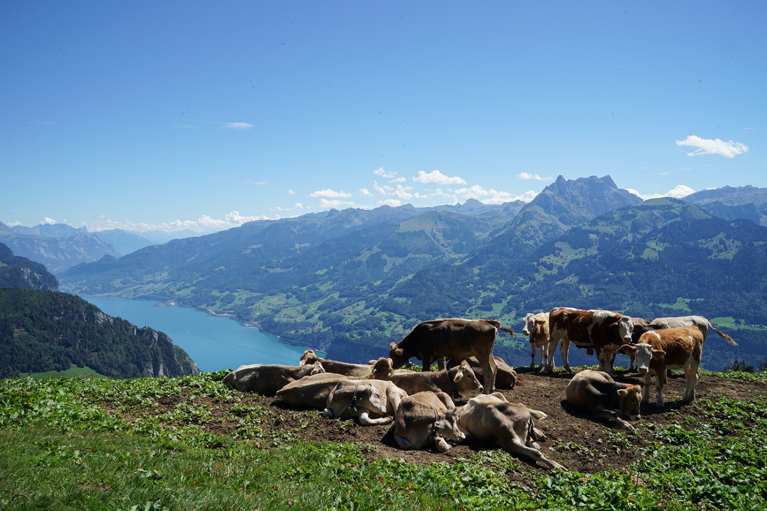 Oberhalb der Undernätenalp.