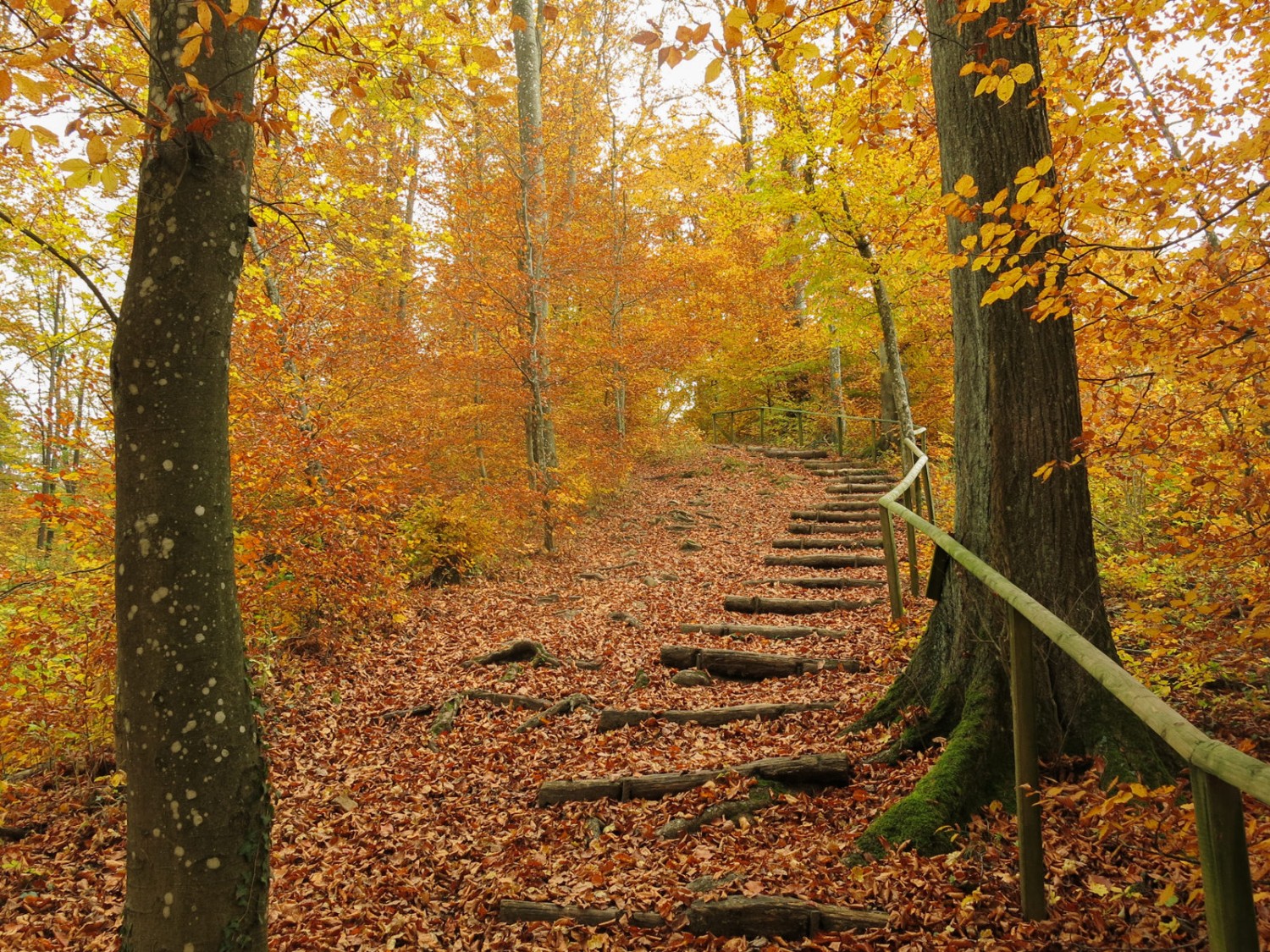 Le chemin est soigneusement
entretenu. Lorsque cela s’avère nécessaire, des marches en bois facilitent la progression. Photo: Marina Bolzli